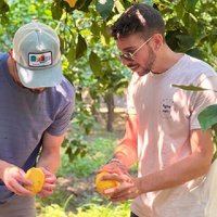 Sorrento Lemon Picking Tour & Limoncello Tasting