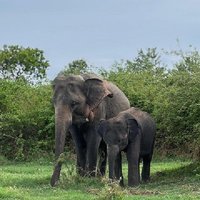Minneriya National Park Shared 4WD Adventure