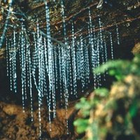 Haruru Waterfalls and Glow Worm Caves Tour