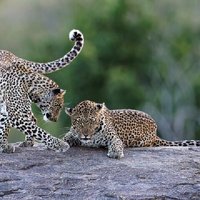 YALA SAFARI TOUR from Galle/Mirissa/Matara/Tangalle/Ella & More..