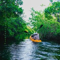 Kayaking Adventure on serene waters through mangroves, Akurala