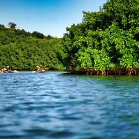 Clear Kayak Tour in Mangrove Antigua