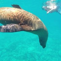 Swimming with sea lions in Isla Espiritu Santo, La Paz, Mexico
