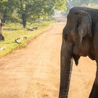 Udawalawe Safari and Authentic Sri Lankan Village Experience