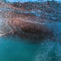 Swim with Whale Sharks #1 MUST DO IN LA PAZ