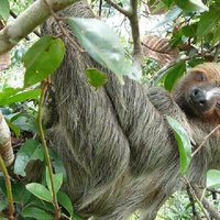 6 day amazon expedition manu reserved zone