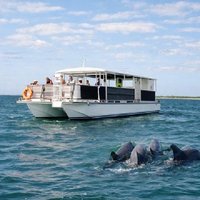 3 Hour Panama City Beach Dolphin Cruise and Shell Island Tour