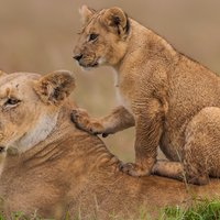 8 Days Kenya and Tanzania Private Lodging Safari from Nairobi