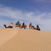 3 hours Camel Ride in Essaouira, beach and dunes