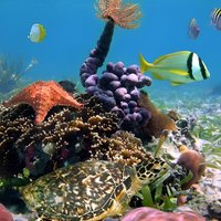 Full-Day Speedboat Tour, Wildlife, and Snorkeling in Bocas del Toro in Panama
