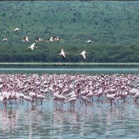 Lake Nakuru National Park Day Tour from Nairobi