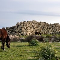 Barumini Unesco Site and Giara of Gesturi Tour from Cagliari