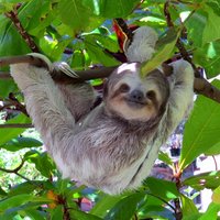 Shore Excursion: Caribbean Highlights Tour from Limon
