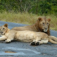 Hluhluwe Imfolozi and St Lucia 3 Day Safari from Durban
