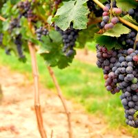 San Francisco Shore Excursion: Napa & Sonoma Full-Day Wine Tour