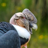 Antisana Volcano Birding & Natural History Condor Tour PRIVATE, all included