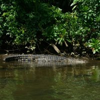 Bentota River Safari By BTM (Mangrove & Wildlife Encounter)