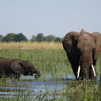 Chobe Day Trip Botswana