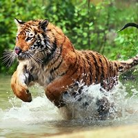 Delhi to Ranthambore Daily Tiger Safari Tour