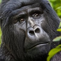 5 days gorilla & Wildlife safari in Uganda