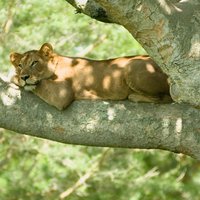3 Days Group Safari To Queen Elizabeth Park In Uganda.