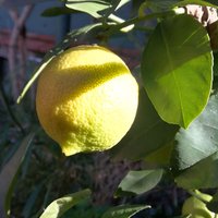 Market Tour, Traditional Cooking and Limoncello class