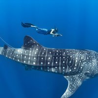 Oslob Whale Shark Snorkeling & Pescador & Sardine Run & Turtle