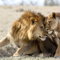 3-day Masai Mara Safari Tour to see the big five and wildebeest migration