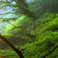 Day Trip to Nuwara Eliya with Kingfisher Tours