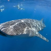 Whale shark encounter Private tour - swim with whale shark cancun