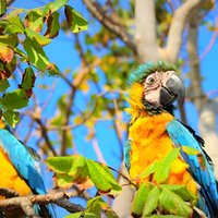 Birdwatching National Aviary Cartagena de Indias