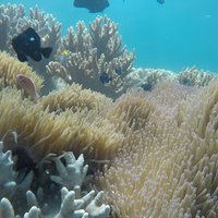 Cham Islands Snorkeling Tour by SpeedBoat from Da Nang