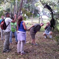 Rumble in the Jungle: The Howler Monkey Expedition