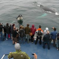 Newfoundland Puffin and Whale Watch Cruise