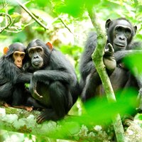 1 Day Kibale National Park