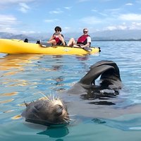 Seal Kayaking Adventure in Kaikoura