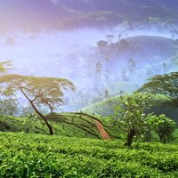 3 Days Nature and Chill Tour of Ella, Nuwara Eliya and Haputale