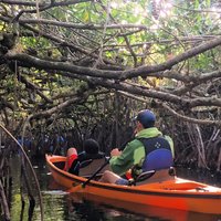 Everglades Kayak Safari Adventure Through Mangrove Tunnels