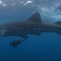Swim with whale sharks on a private tour
