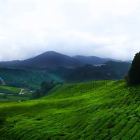Cameron Highland Day-Trip from Kuala Lumpur