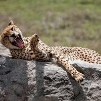 Safari in Tanzania 5 days: Manyara, Ngorongoro, Serengeti