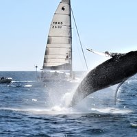 Whale Watching Tour in Los Cabos
