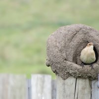 Full Day Birdwatching and Nature Tour