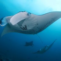 2 or 3 dives in Nusa Lembongan and Penida, for certified diver (in Lembongan)