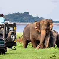 Wildlife Sri Lanka Tour 10 Days