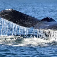 Whales and Dolphins Watching Tour Trincomalee