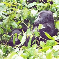 3 Days Gorilla Trekking Safari