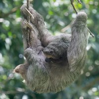 Private Tenorio Rainforest Hanging Bridges and Sloth Encounter