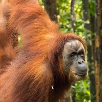 TOUR PACKAGE (Taxi, Room, Jungle Trekking) 3 Days in BUKIT LAWANG
