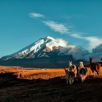 Cotopaxi Hike & Horse